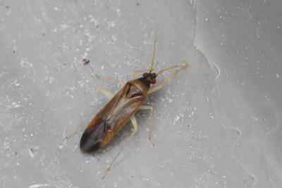 <i>Phylus coryli</i>