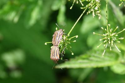 <i>Graphosoma italicum</i>