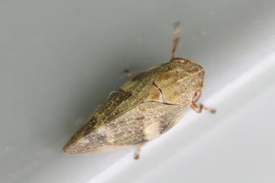 <i>Aphrophora alni</i>