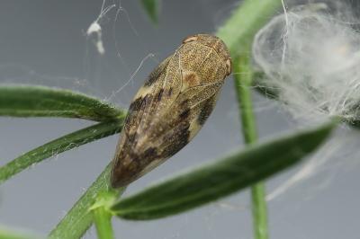 <i>Aphrophora alni</i>