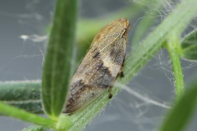 <i>Aphrophora alni</i>