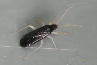 <i>Phylus coryli</i>