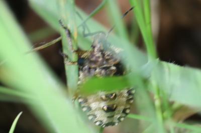 <i>Pentatoma rufipes</i>