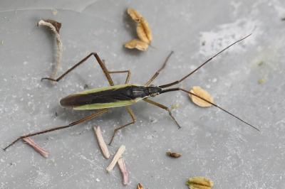 <i>Notostira</i>
