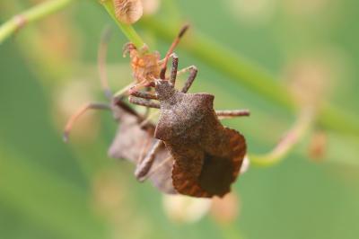 <i>Coreus marginatus</i>