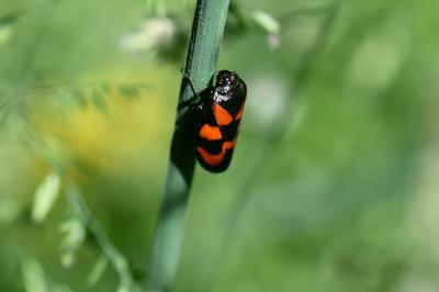 <i>Cercopis vulnerata</i>