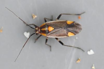 <i>Capsodes flavomarginatus</i>