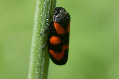 <i>Cercopis vulnerata</i>