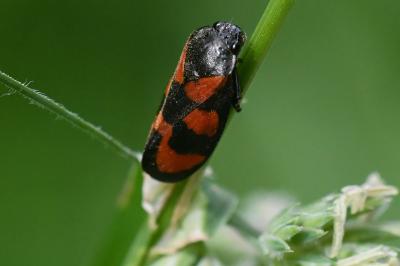 <i>Cercopis vulnerata</i>