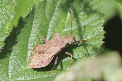 <i>Coreus marginatus</i>
