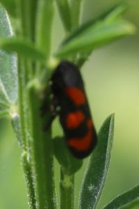 <i>Cercopis vulnerata</i>