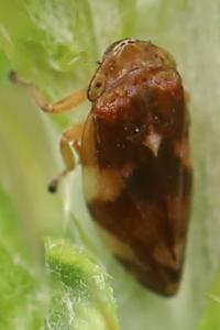 <i>Philaenus spumarius</i>