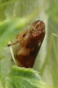 <i>Philaenus spumarius</i>