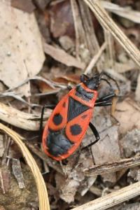 <i>Pyrrhocoris apterus</i>