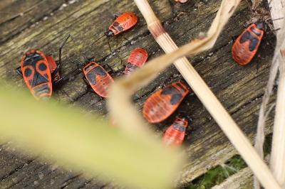 <i>Pyrrhocoris apterus</i>