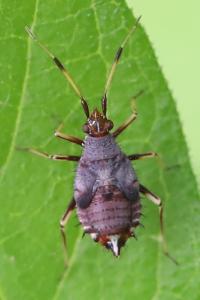<i>Deraeocoris ruber</i>