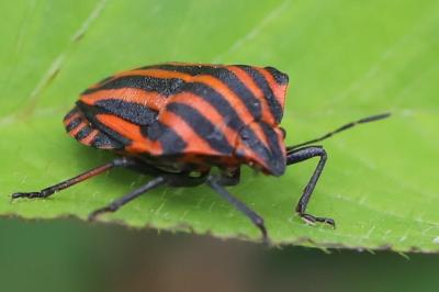 <i>Graphosoma italicum</i>