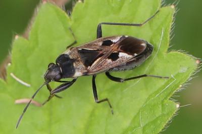 <i>Rhyparochromus vulgaris</i>