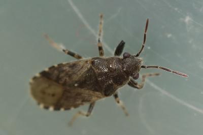<i>Heterogaster urticae</i>