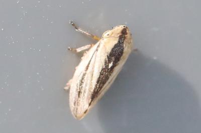 <i>Philaenus spumarius</i>