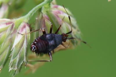 <i>Deraeocoris ruber</i>