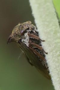 <i>Centrotus cornutus</i>