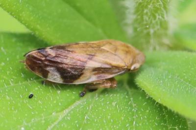 <i>Philaenus spumarius</i>