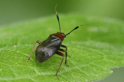 <i>Capsus ater</i>