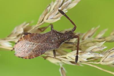 <i>Coriomeris denticulatus</i>