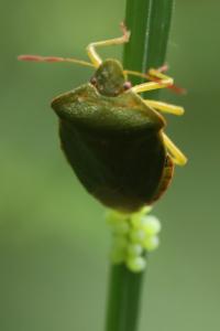 <i>Palomena prasina</i>