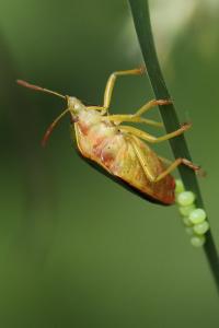 <i>Palomena prasina</i>