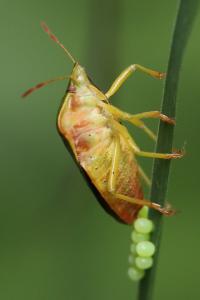 Palomena prasina