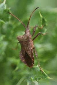 <i>Coreus marginatus</i>