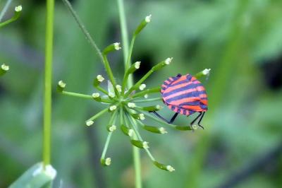 <i>Graphosoma italicum</i>