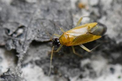 <i>Phylus melanocephalus</i>