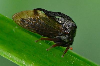 <i>Centrotus cornutus</i>
