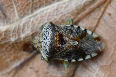 <i>Elasmucha grisea</i>