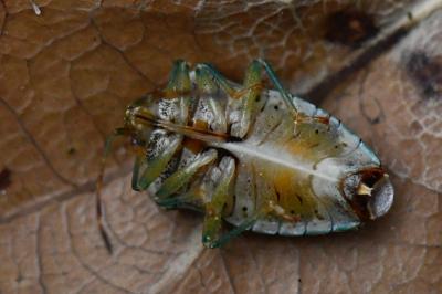 <i>Elasmucha grisea</i>
