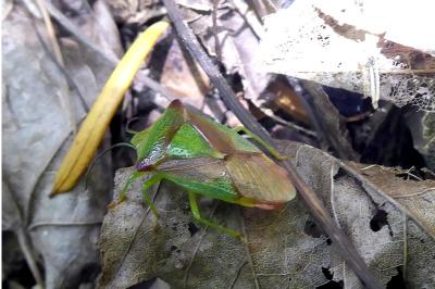 <i>Acanthosoma haemorrhoidale</i>