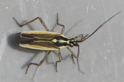 <i>Leptopterna dolabrata</i>