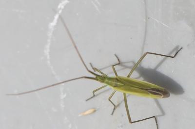 <i>Megaloceroea recticornis</i>