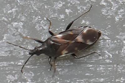 <i>Anthocoris</i>