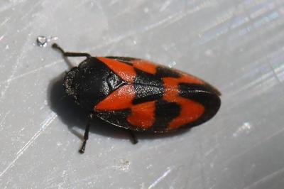<i>Cercopis vulnerata</i>