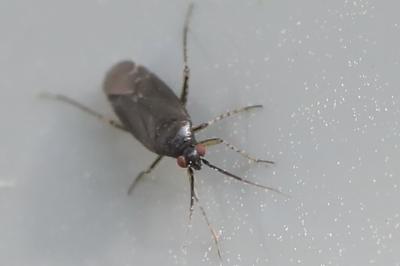 <i>Plagiognathus arbustorum</i>