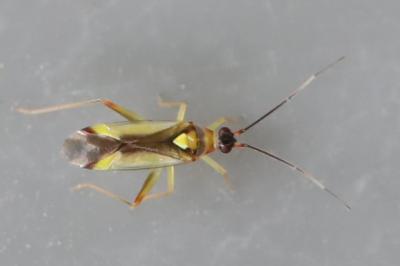 <i>Campyloneura virgula</i>