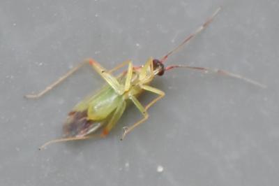 <i>Campyloneura virgula</i>