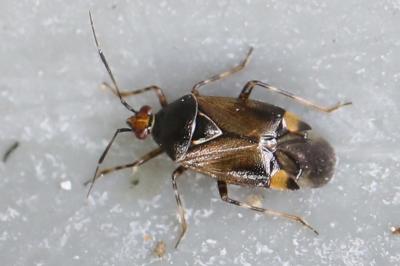 <i>Deraeocoris flavilinea</i>