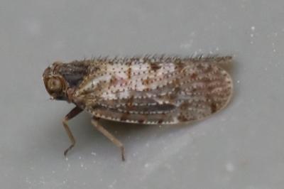 <i>Tachycixius pilosus</i>