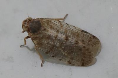 <i>Tachycixius pilosus</i>