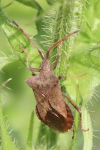 <i>Coreus marginatus</i>